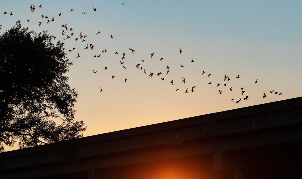 Bat Control in Sacramento